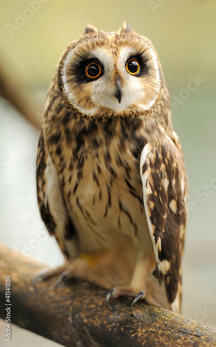 Photo: Young owl Young owl