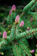 Foto: flowering fir branch flowering fir branch