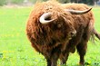 scottish highland cattle - bull