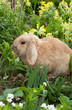 rabbit with flowers