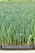 Baby leeks