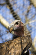 Lappet-faced vulture (Torgos tracheliotos)