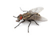 mouche domestique