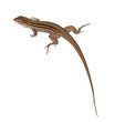 Lizard