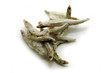 Odontesthes incisa