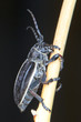 longhorn beetle (Pedestredorcadion murrayi) close up