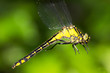 Gomphus vulgatissimus / Club-tailed Dragonfly - close-up