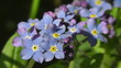 Wald-Vergissmeinnicht - Myosotis sylvatica