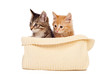 Two cute kittens
