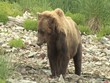 Braunbär frisst Lachs wildlife