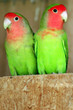 Photo: Wildlife Photos - Two Latino Lovebirds Parrot Wildlife Photos - Two Latino Lovebirds Parrot