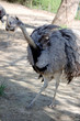 Rhea in Ulm Zoo
