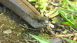 Blindschleiche - Anguis fragilis