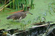 Indian Pond Heron