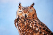 Wildlife Photos - Asio Owle Close Up
