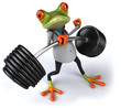grenouille docteur
