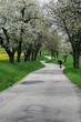 flowering alley and tourists