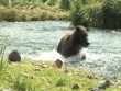 Bär fängt Lachs im Wasser, wildlife Katmai/Alaska