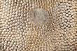 Metal background