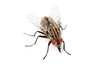 mouche