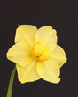 Daffodil Daffodil
