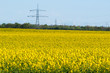 Photo: Canola field Canola field