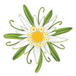 Oktoberfest, Edelweiss, Edelweiß, Blume, Blüte