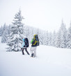 Hiker in the winter forest