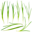 Young green onion set isolated on white