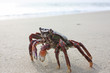 Funny crab on the beach in Varkala, Kerala, India