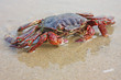 Funny crab on the beach in Varkala, Kerala, India