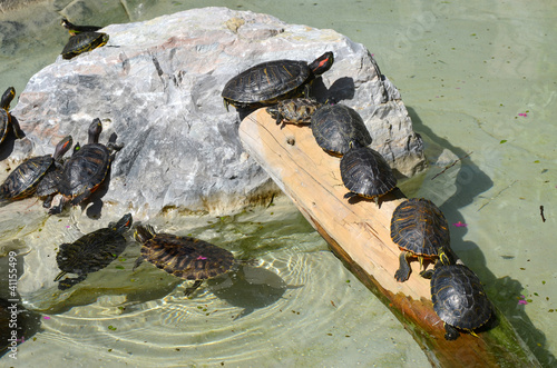 Photo: Tartarughe Tartarughe