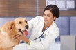 Young vet examining dog