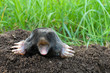 Mole and molehill on garden Mole and molehill on garden