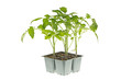 Tomato seedlings ready for transplanting