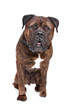 brindle Bullmastiff