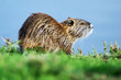 Wildlife Photos - Nutria