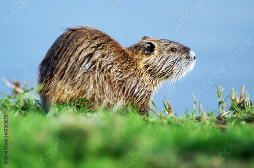 Photo: Wildlife Photos - Nutria Wildlife Photos - Nutria