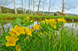 spring landscape - little pond with marsh marigold