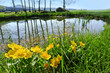 spring landscape - little pond with marsh marigold flowering