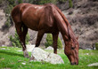 Horse eats the grass