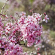 Fleurs d'amandier sauvage