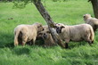 Troupeau de moutons blanc et gris avec arbre, vert