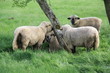Troupeau de moutons blanc et gris
