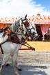 Horse carriage in Seville, Spain