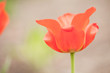 Rote Tulpe