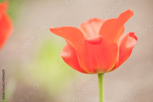 Foto: Rote Tulpe Rote Tulpe