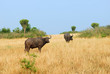 Cape race buffalo