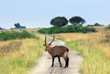 African road