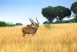 Waterbuck males